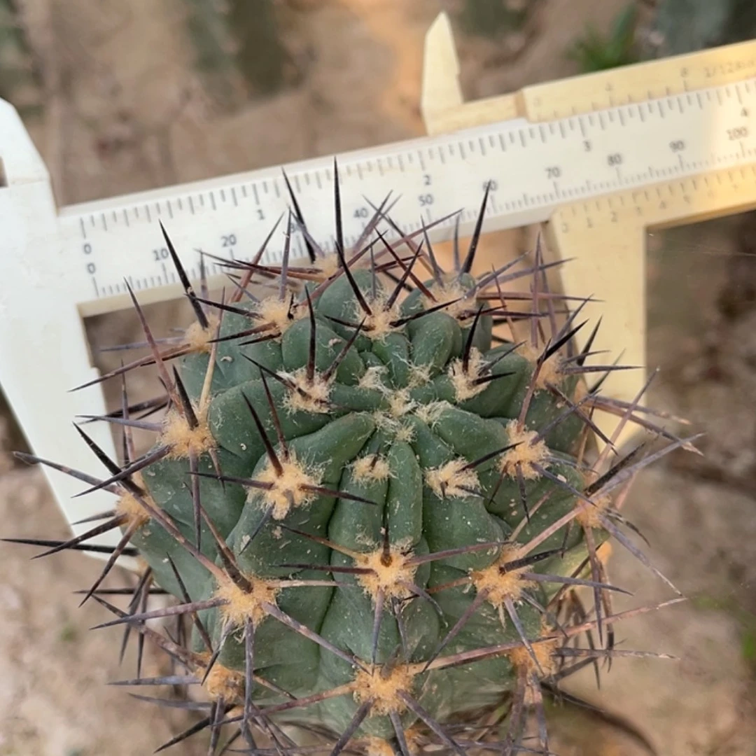 【闪购商品】阿寒玉666666