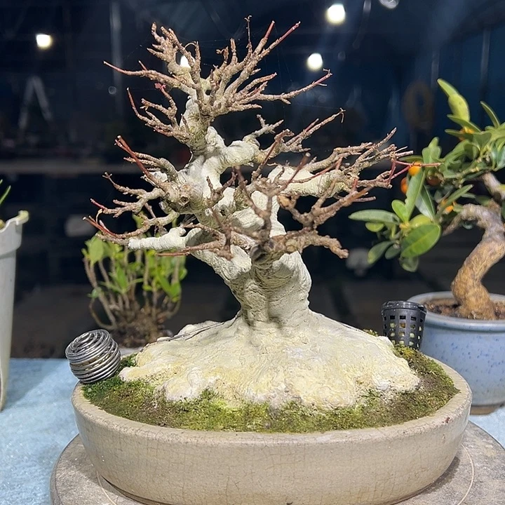 私***家无花朵唐风枫树盆景