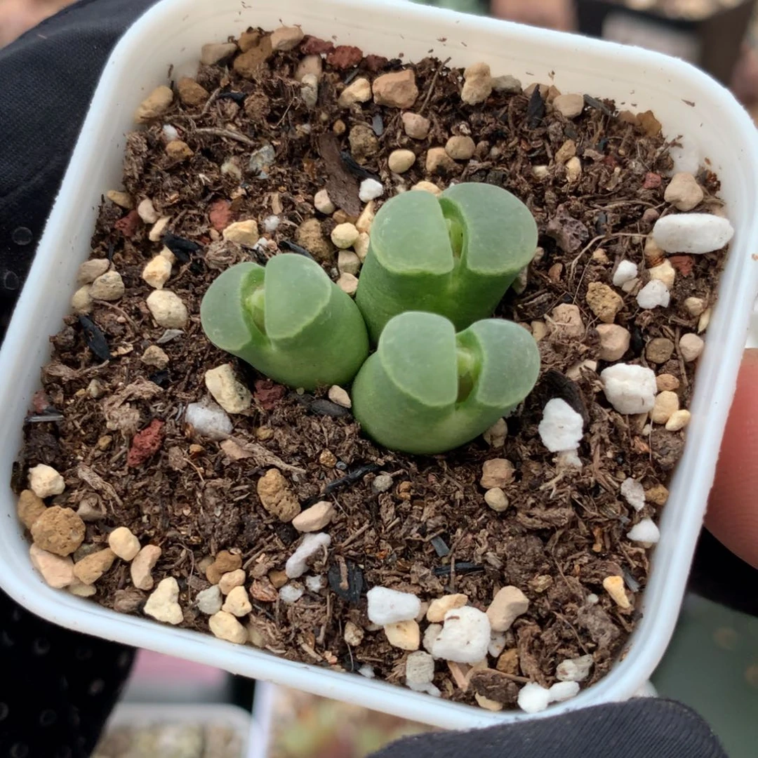 a529风铃母本2151