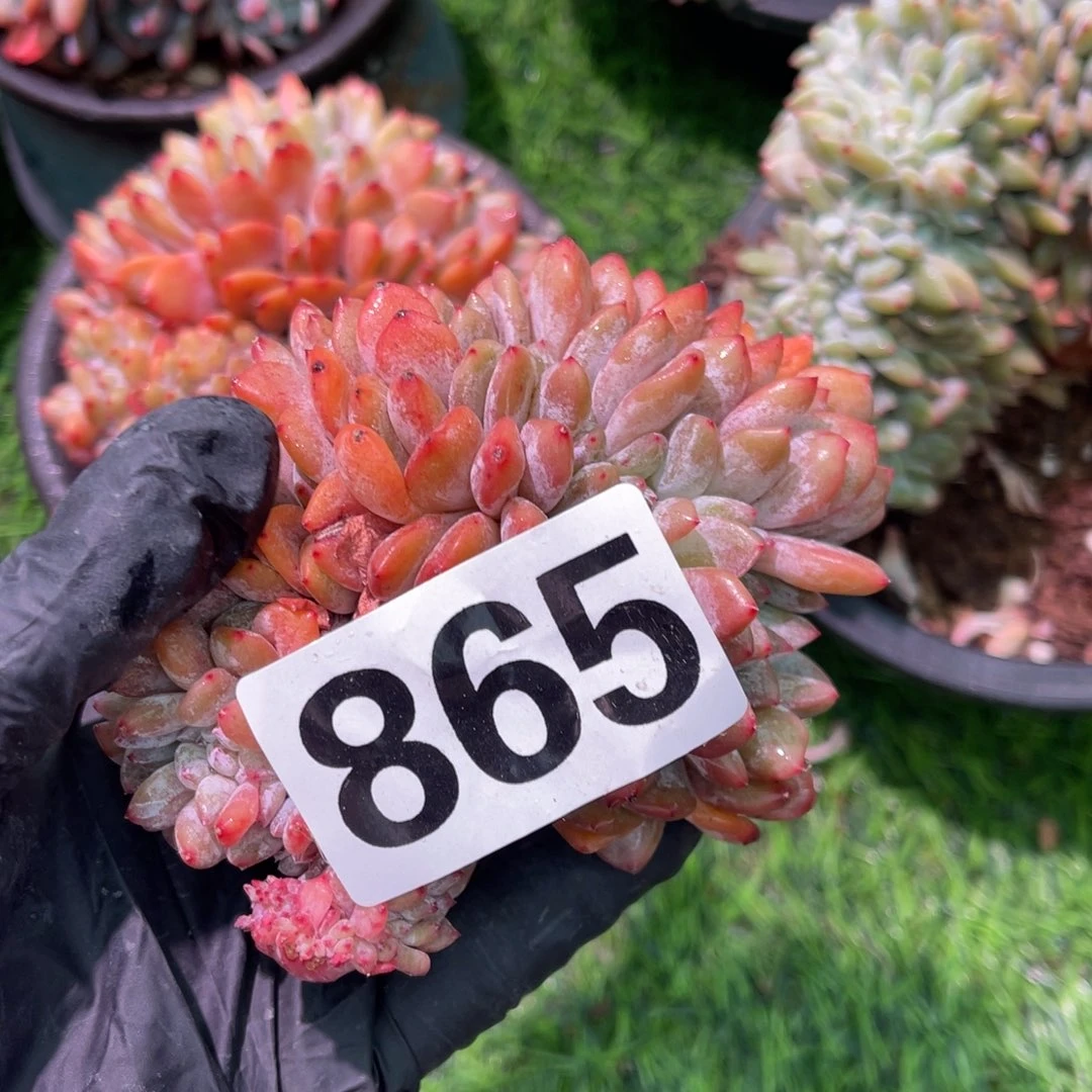 865号微瑕114444444