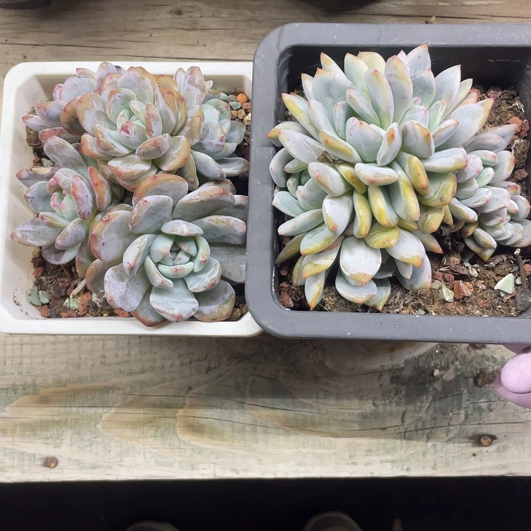 星影朵朵群生58。