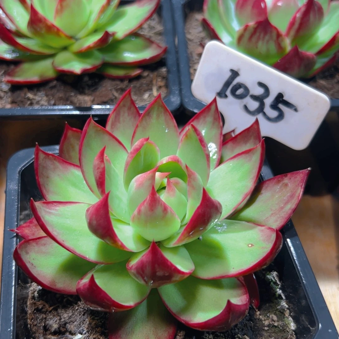 惊鸿仙子一物一拍1035号