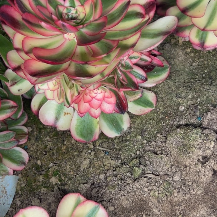 4888南荔枝多肉植物