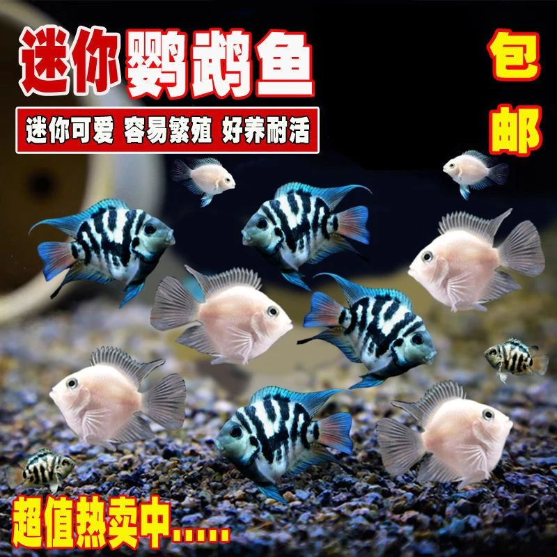 迷你鹦鹉鱼淡水热带鱼苗活体宝蓝白金品种易繁殖好养观赏鱼
