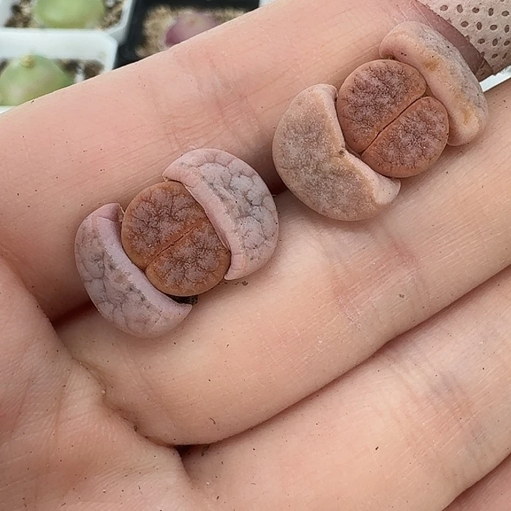 老马生石花拿铁1937