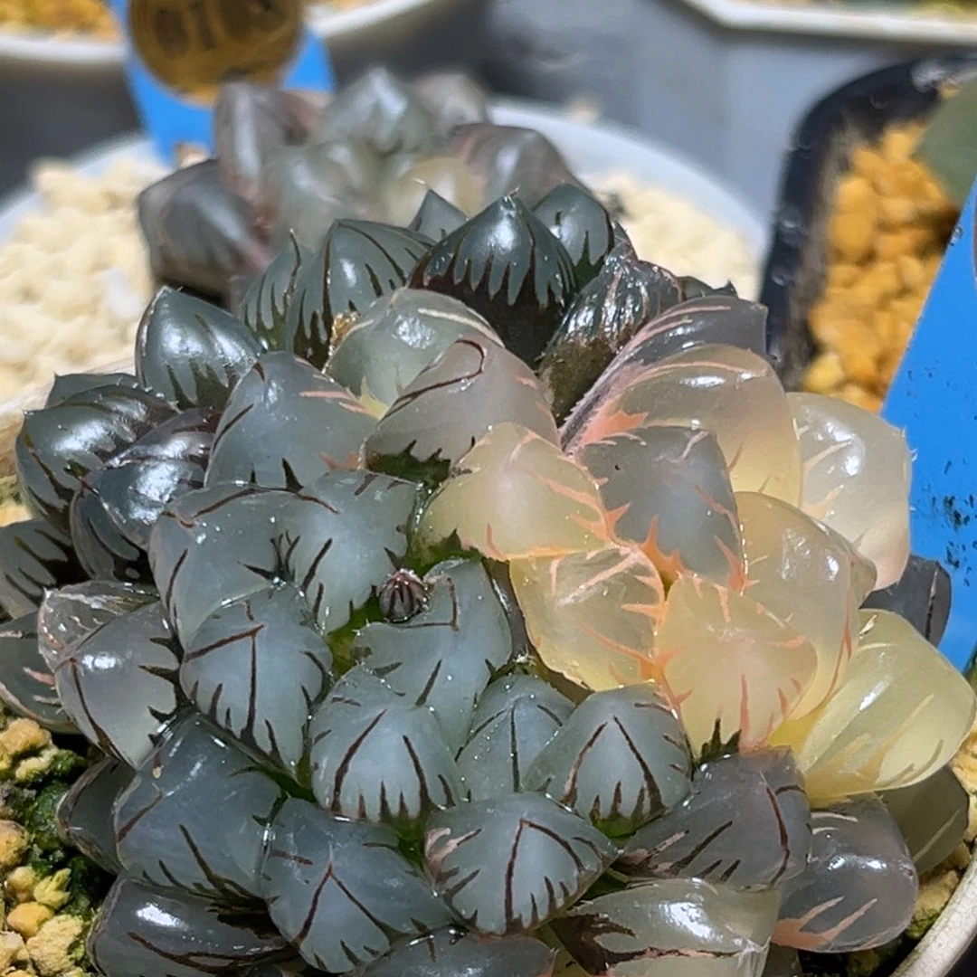 恭喜发财大吉大利0403