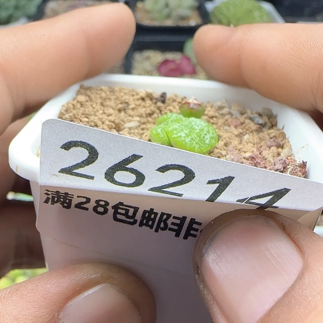 早****皮脱土28包邮26214