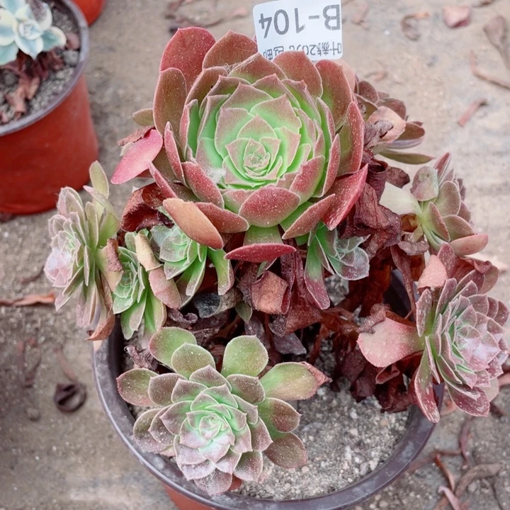 104黑多肉。12345789