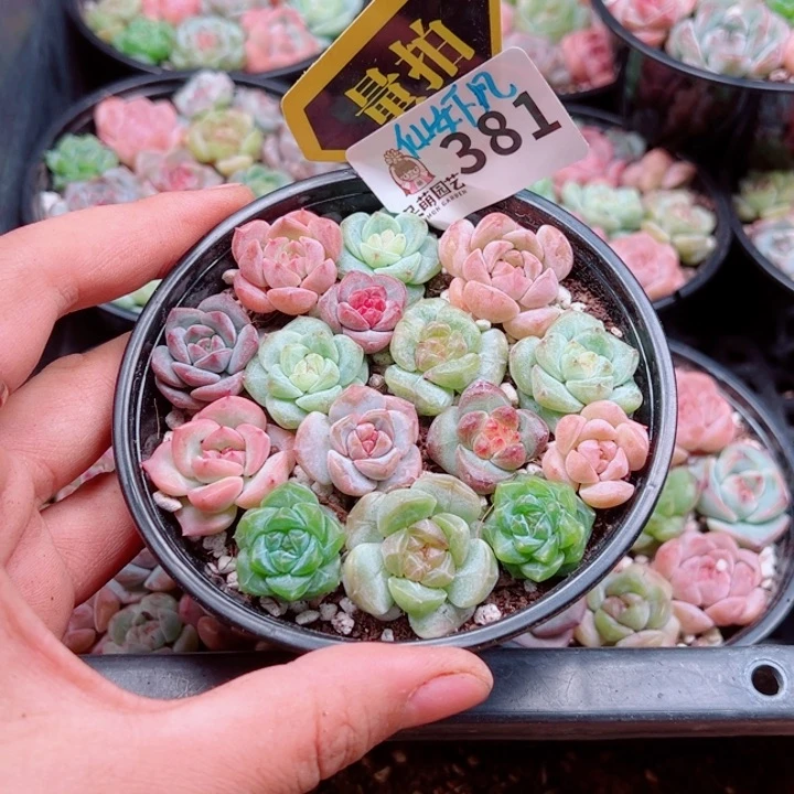 多肉植物多肉植物