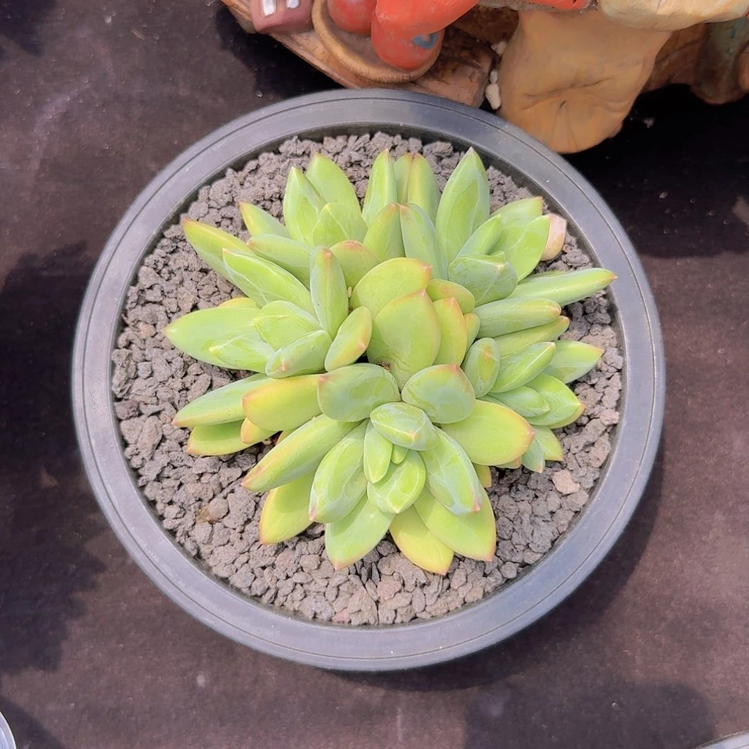 海洋之歌多肉一物一拍