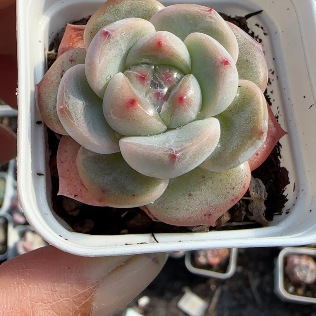 小卡拉米糖心一物一拍