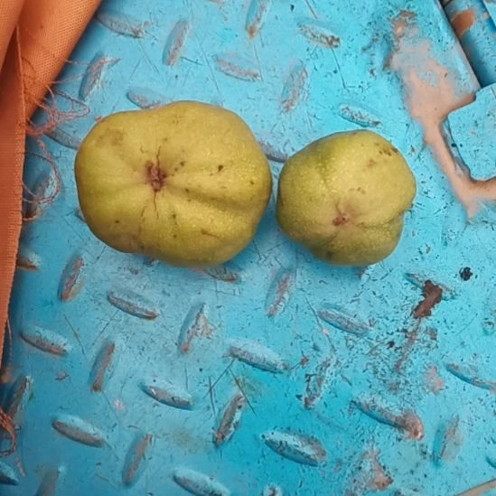 泓*文玩核桃驴和宫灯