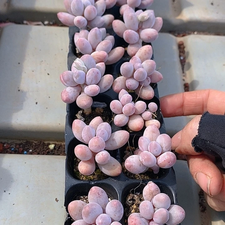 185 多肉植物盆栽花卉植物