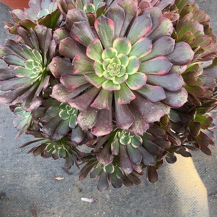 多肉植物黑金刚…………