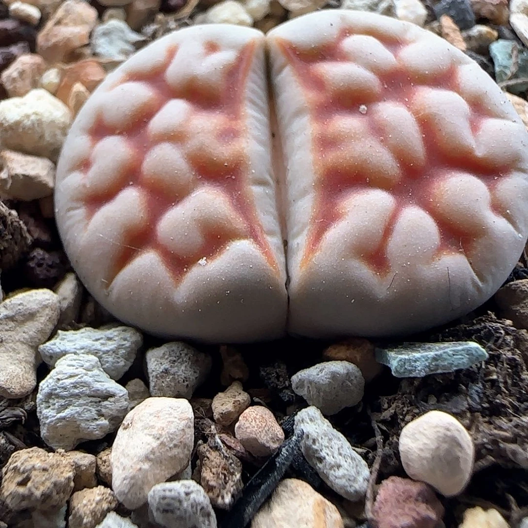 开播福利走起41995