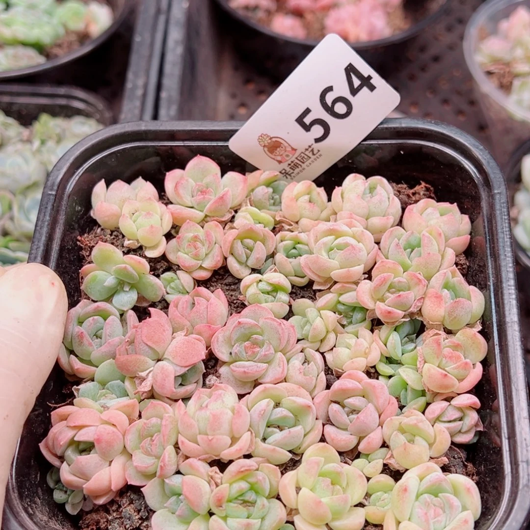 多肉植物多肉植物