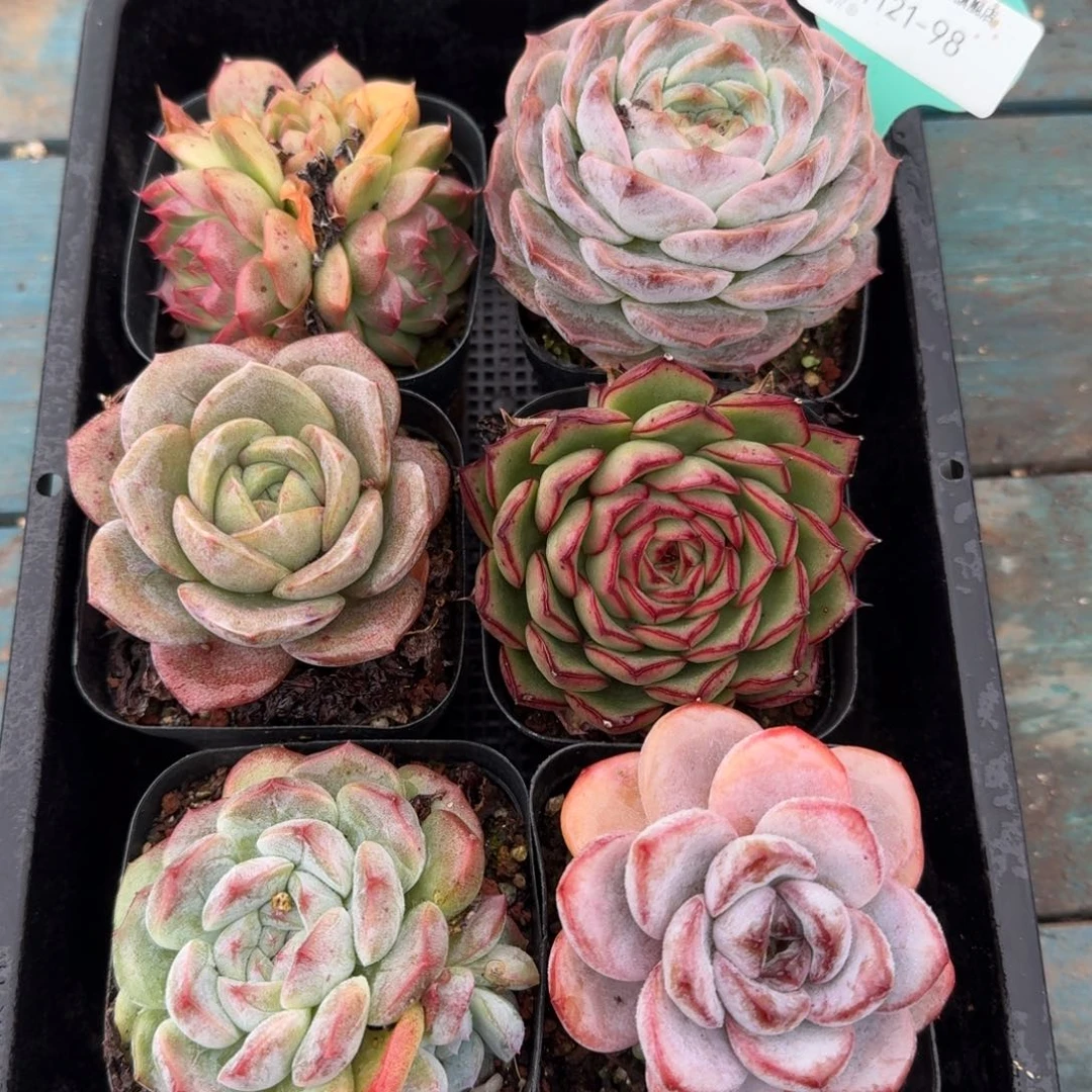 从前慢多肉精选编号1121.98