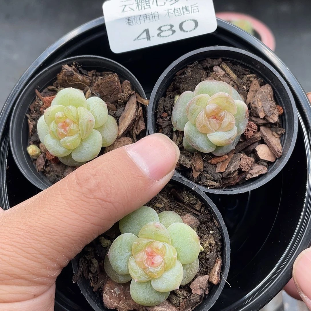 云糖心多肉植物480