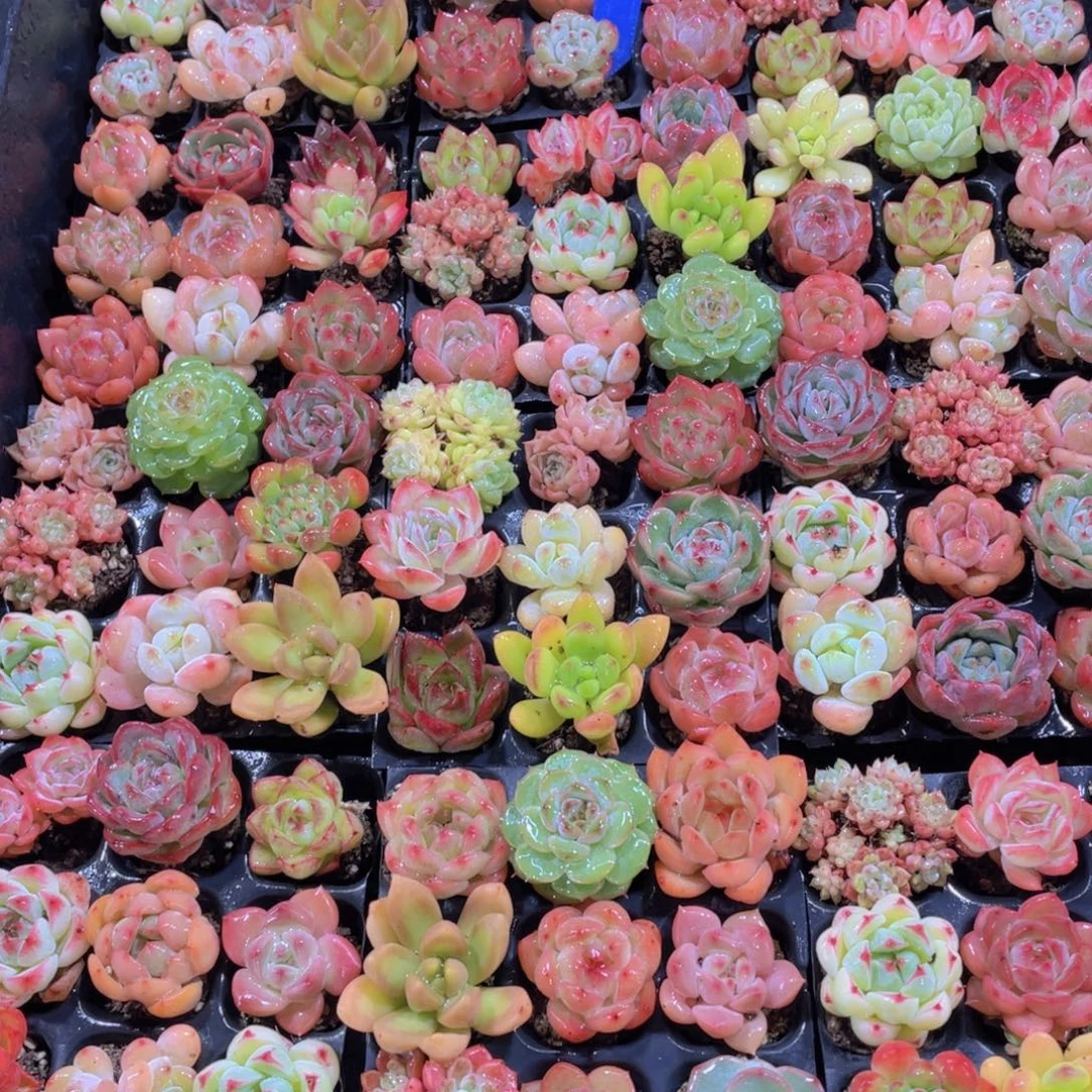 量拍63号 福利小可爱美肉20颗