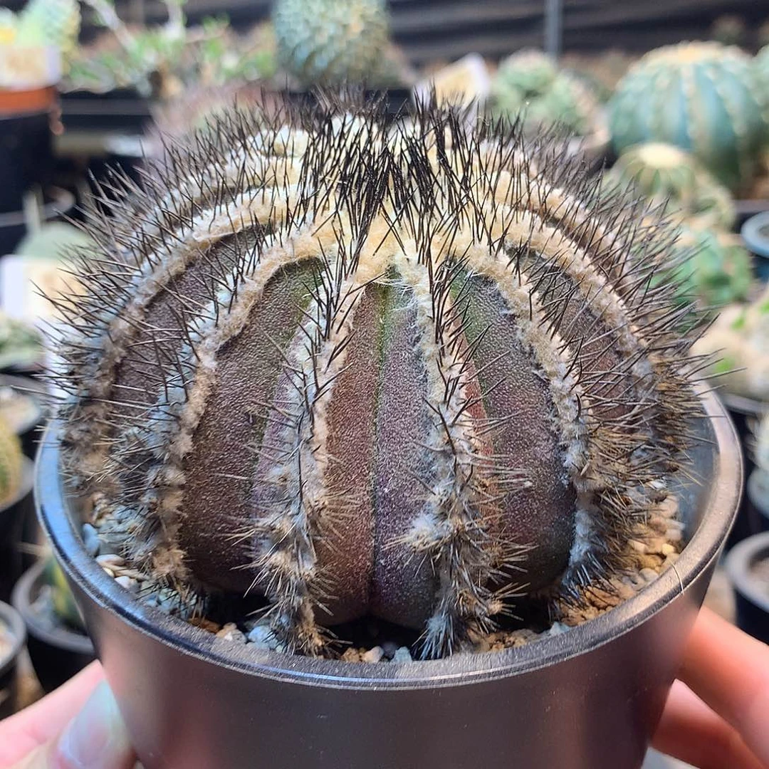 紫皮优博球没根