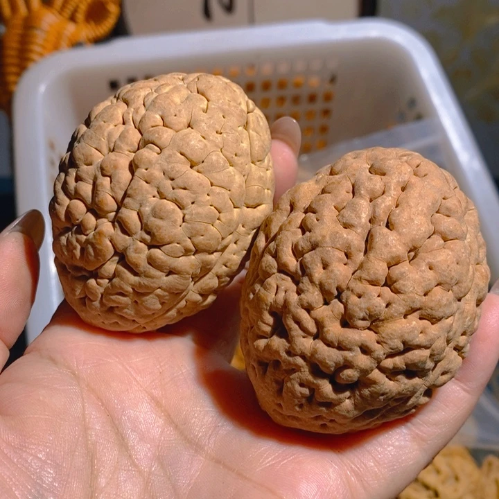 野生三瓣脑纹大金刚4862