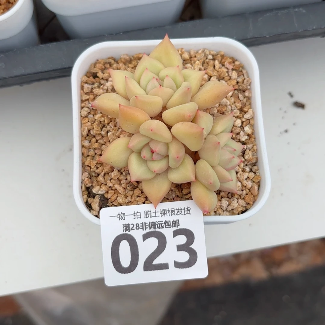 黄金象牙老桩无盆土发货
