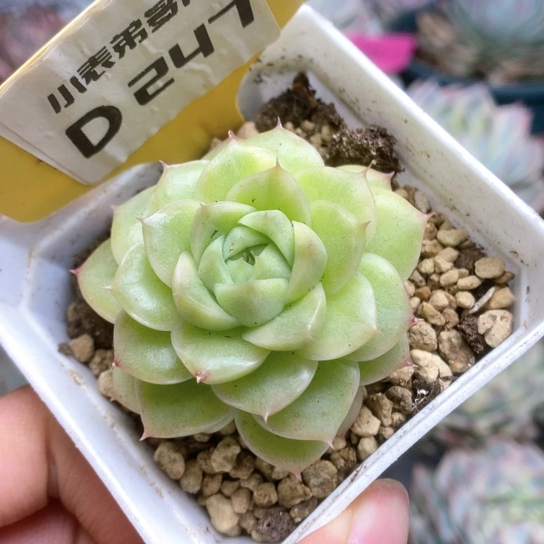 D247麦杆锦锦锦锦锦