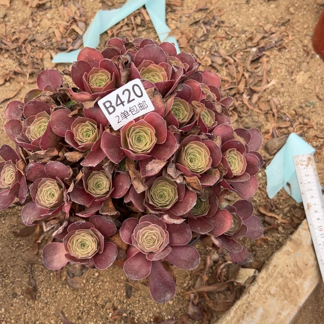 420多肉  魅金玫瑰 不包断头