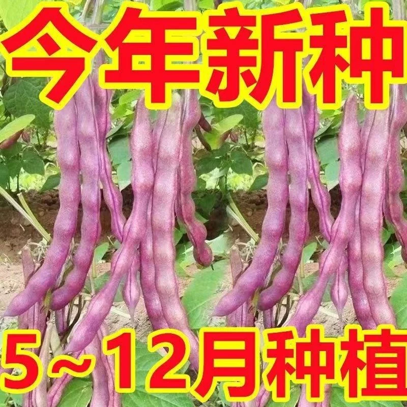 【直播专享】无筋高产八月忙冻死鬼豆角四季耐热豆角庭院豆角种子