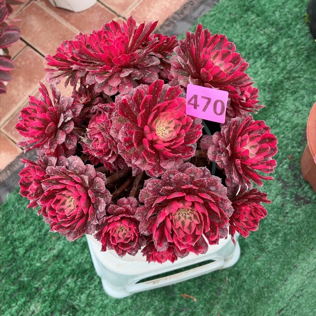 470红铜白法师多肉植物