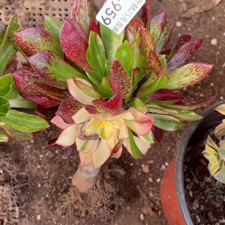 心*语959魅影七彩嫁接多肉12345678