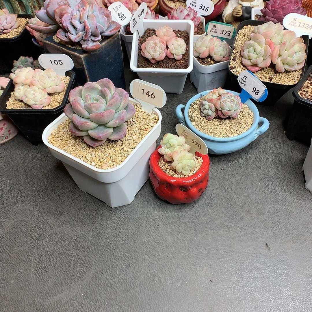 .146-970 冰玉石化多肉