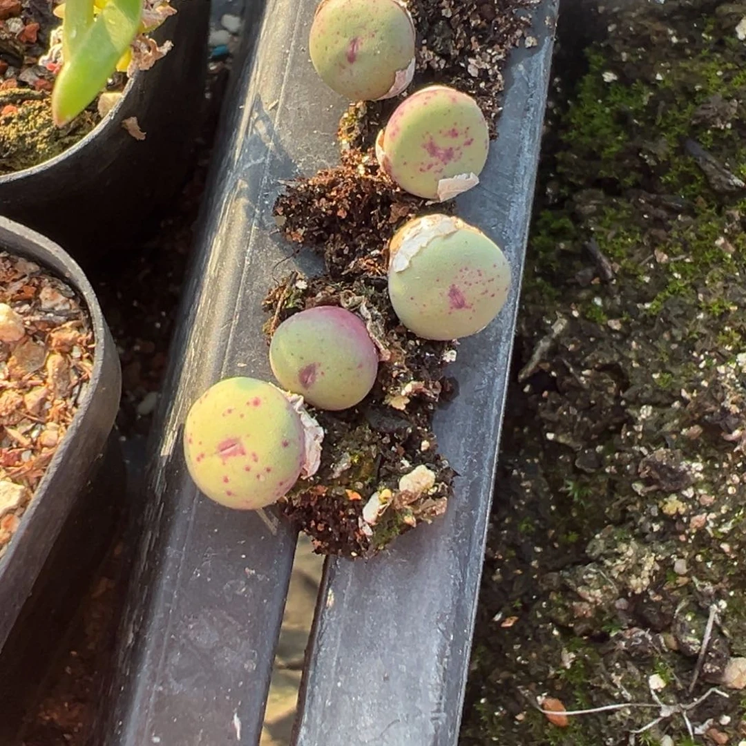 17-135量拍红嘴一颗