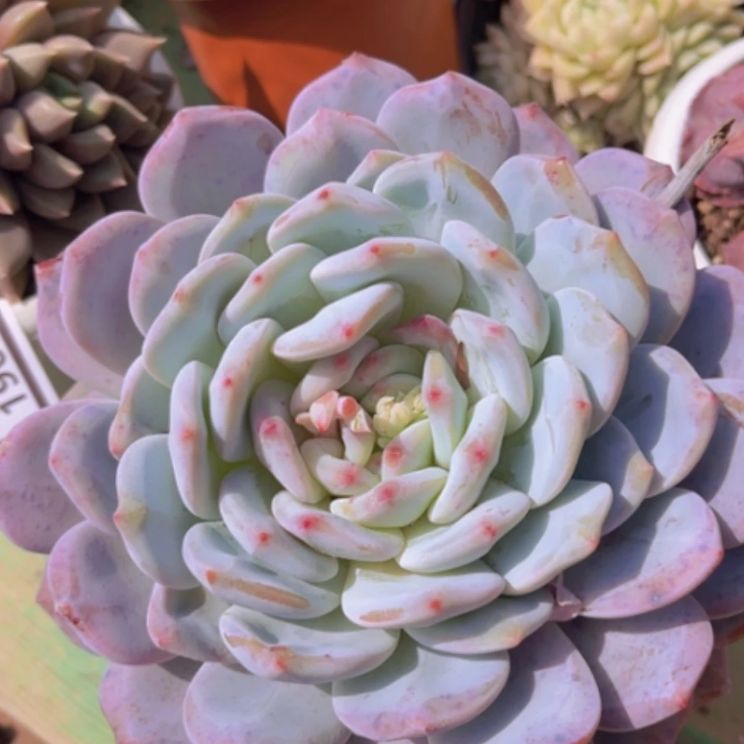 【闪购商品】橙梦露1995