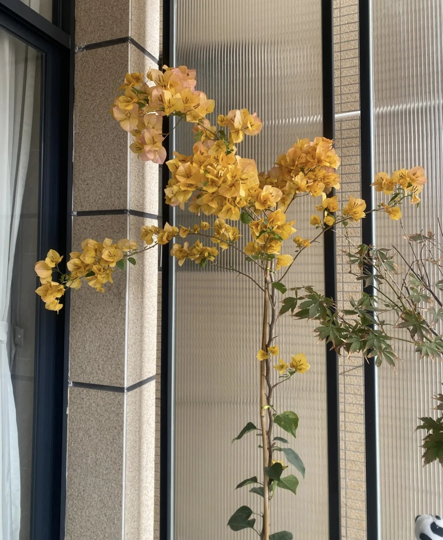 一物一拍三角梅金色光辉 爬藤 庭院 好养 四季开花