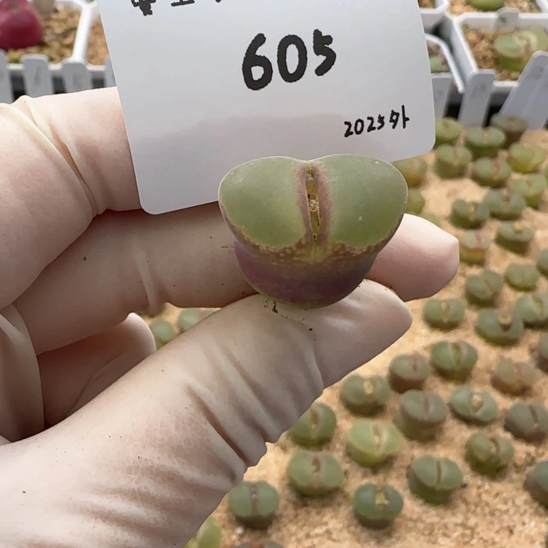 轻****L多肉多肉多肉2025-605