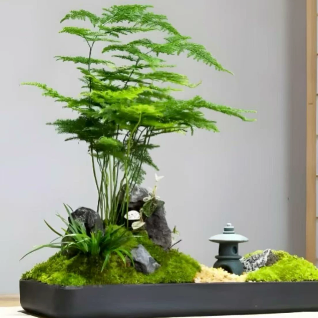 矮生文竹盆栽绿植多年生室内高端盆景观叶绿植易养护花卉绿植盆栽