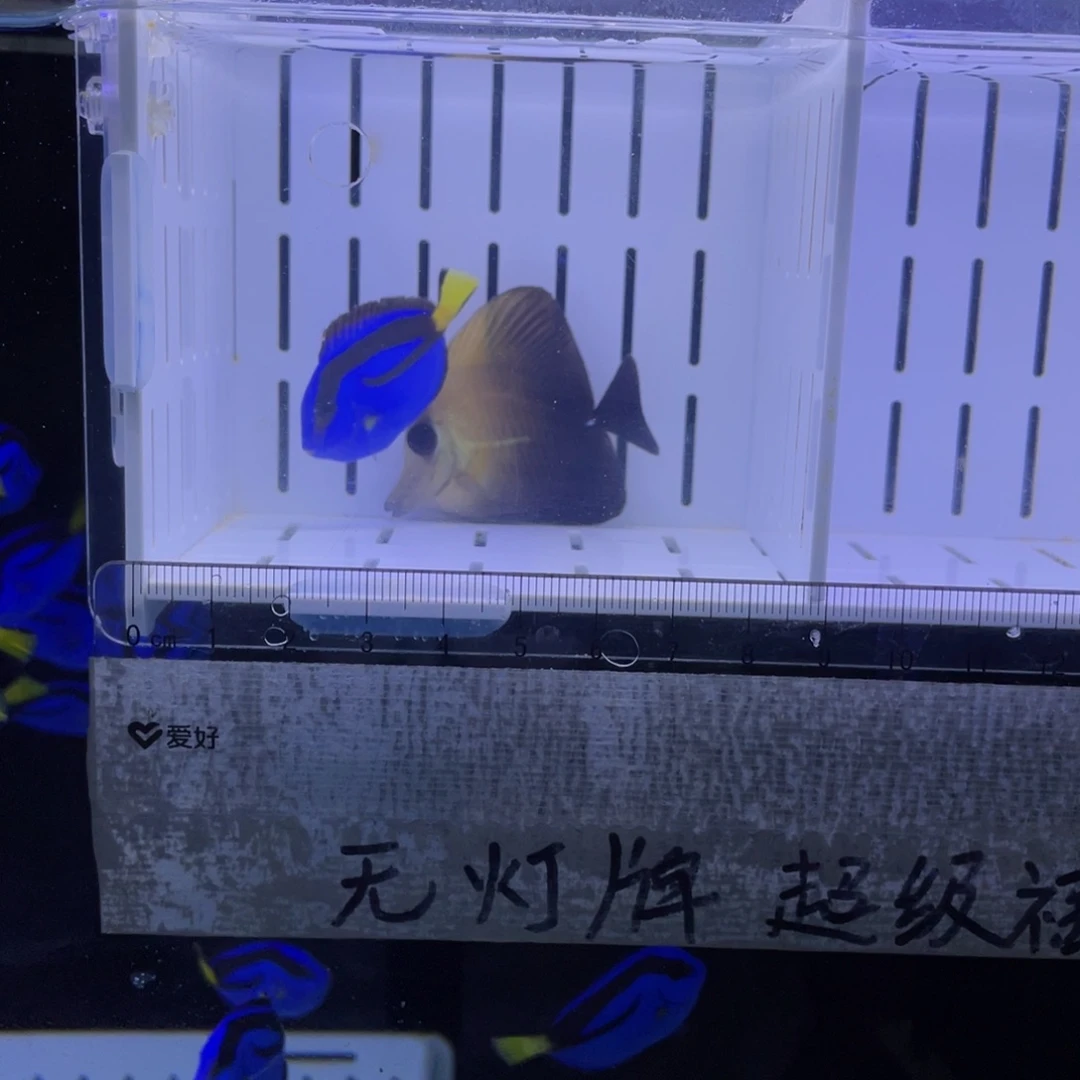 海水鱼蓝调130➕三角120