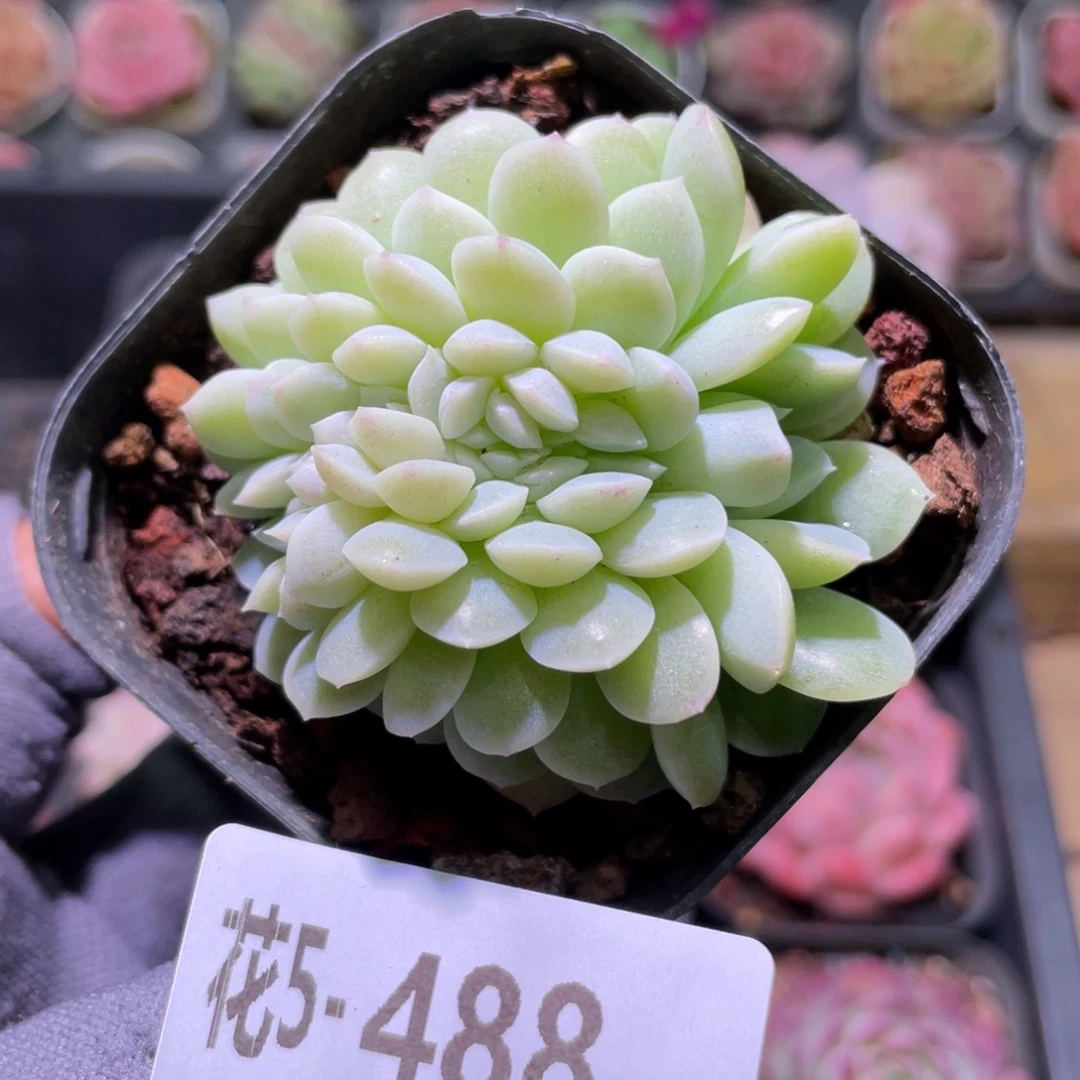 花利美5-488新品缀化