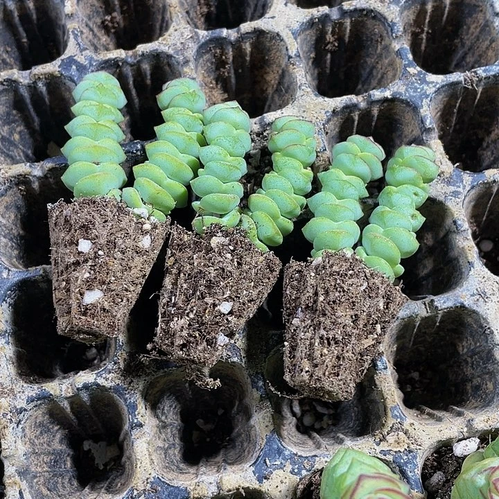 3颗一组小钱串3颗