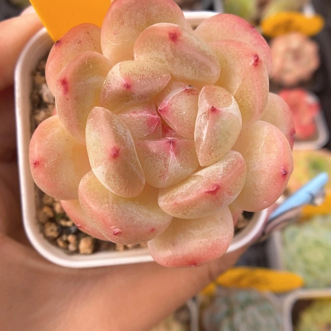 白雪珍妮可怕850号