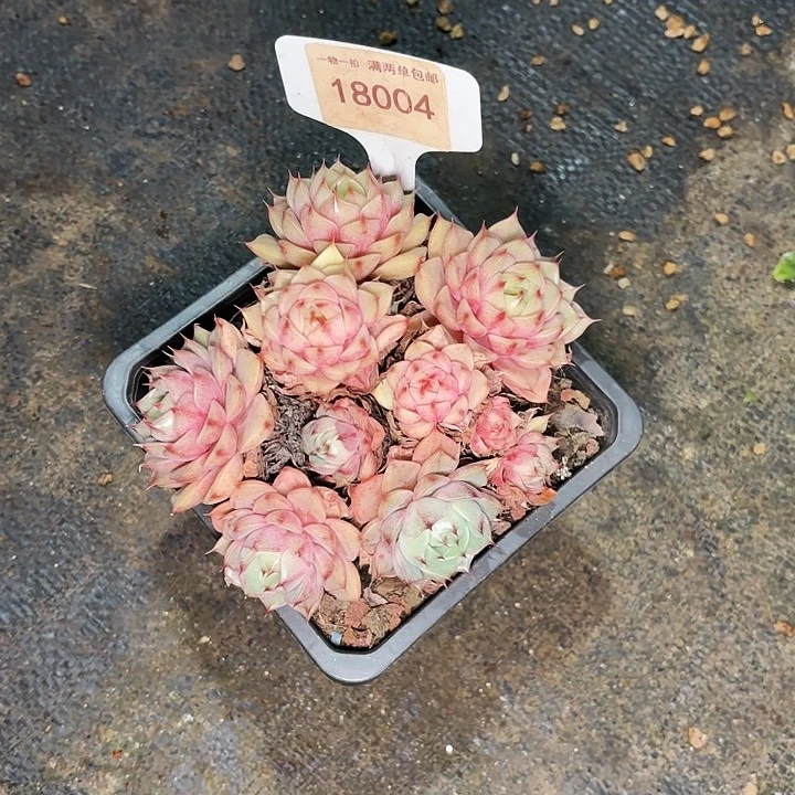 越*笨蛋一物一拍18004