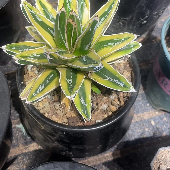 实生晖山锦仙人球一颗