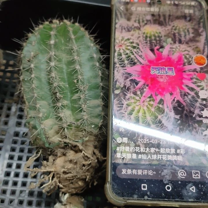 仙人球天狼星带根