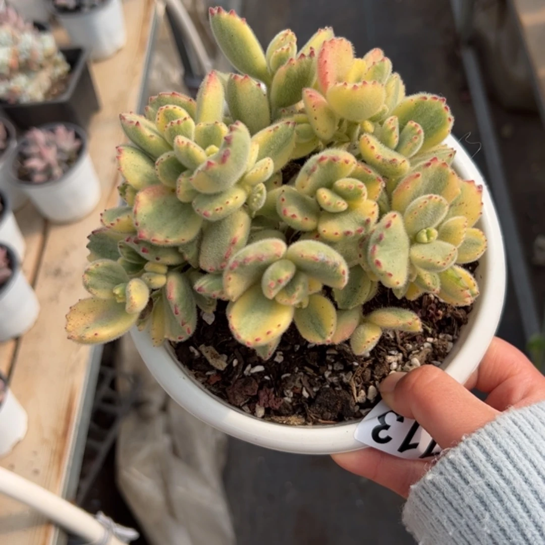 喵**喵113 多肉植物组合盆栽