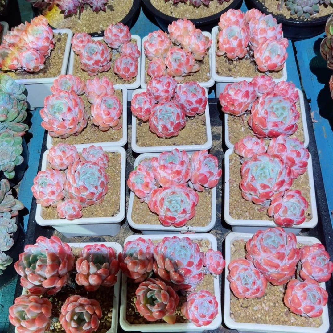 精品多肉植物老桩随机发一棵糖心