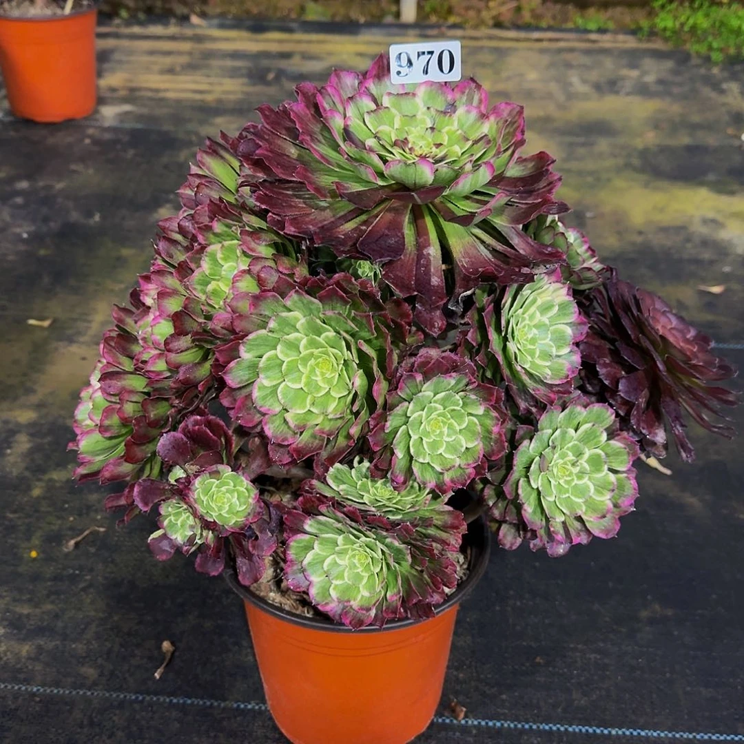 970绿体水墨画多肉植物寄养