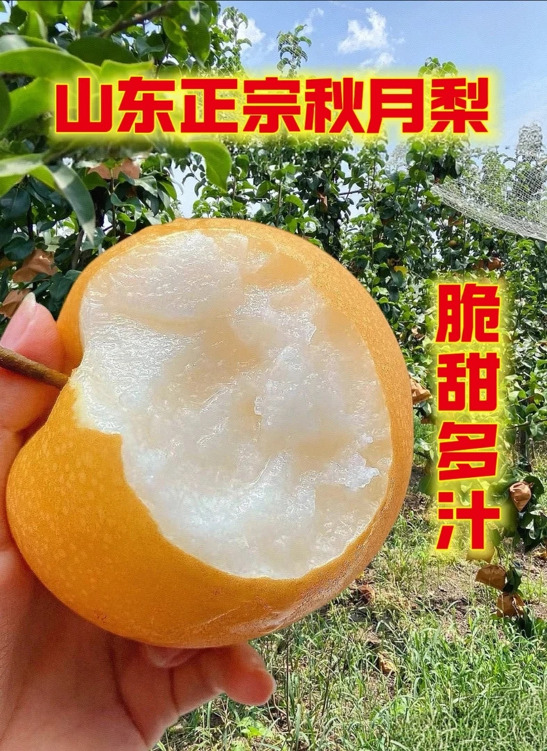 山东正宗秋月梨现摘现发脆甜多汁应季新鲜水果产地直发