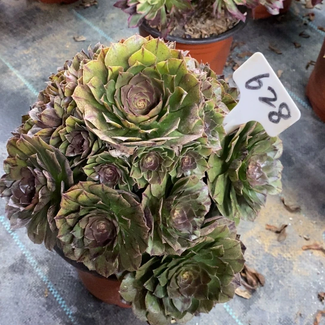 红陶628万圣节拉丝多肉