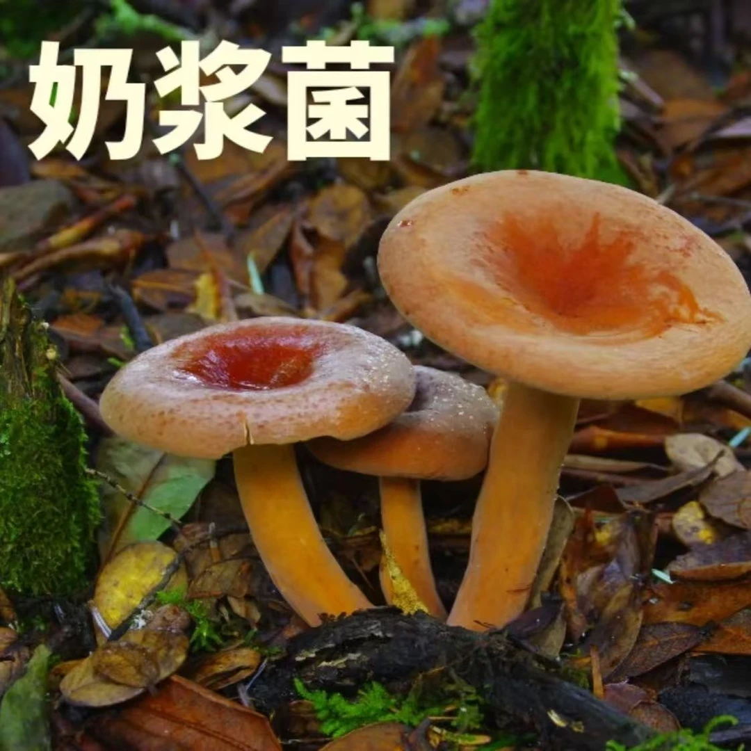 (顺丰快递)云南新鲜野生菌奶浆菌野生奶浆菌当季时令蔬菜菌类蘑菇